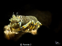 Bumble bee's spot by Ponnie J 